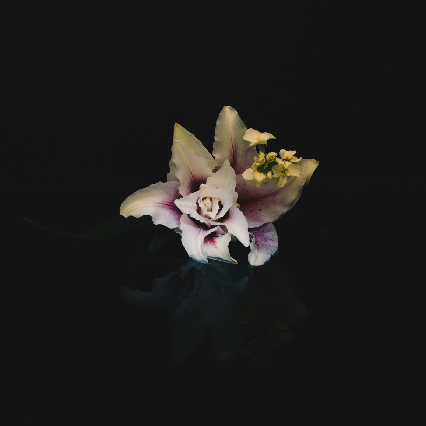 A white orchid floating against darkness